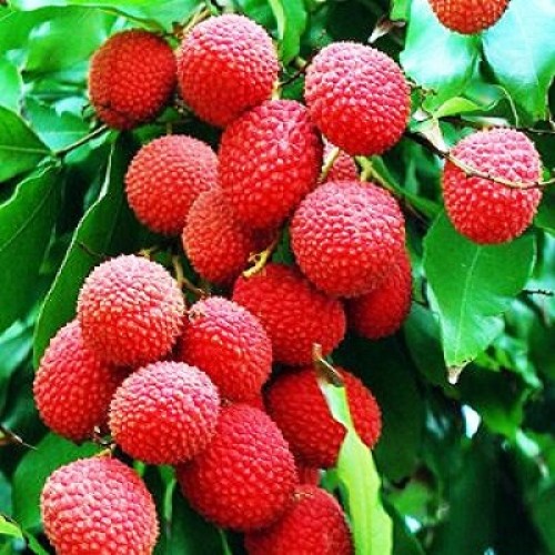 Lichi