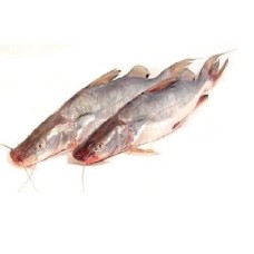 Ayer Fish