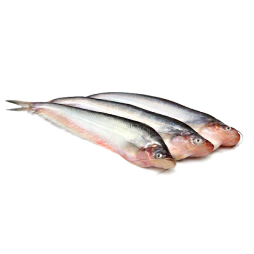 Pabda Fish