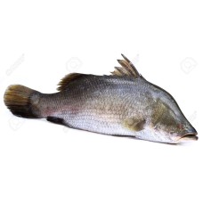 Koral Fish