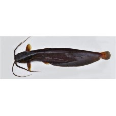 Shing Fish